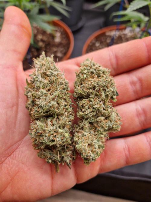 The White Sweet Candy OG One USAGenetics. Week 19