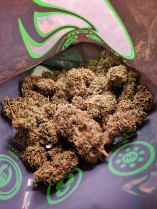 The White Sweet Candy OG One USAGenetics. Week 19