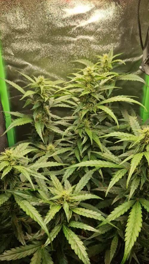 Deep Jealousy Auto