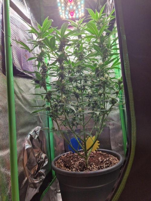 Deep Jealousy Auto. Week 7 - 29.08.26 