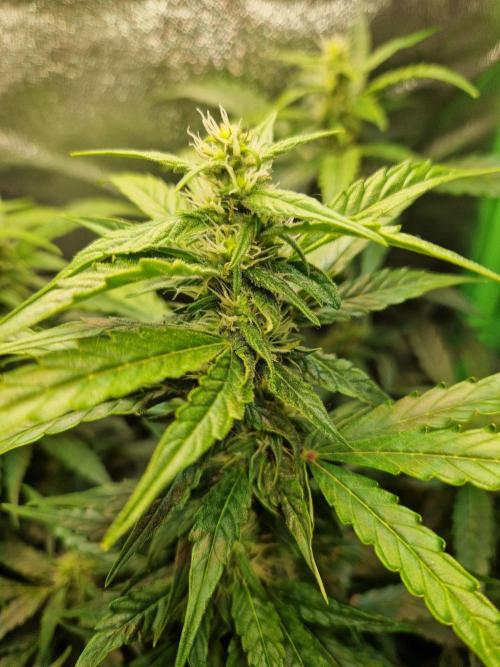 Deep Jealousy Auto. Week 7 - 29.08.26 