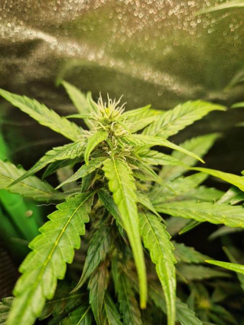 Deep Jealousy Auto. Week 7 - 29.08.26 