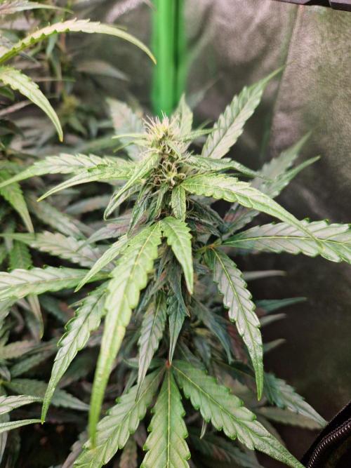 Deep Jealousy Auto. Week 7 - 29.08.26 