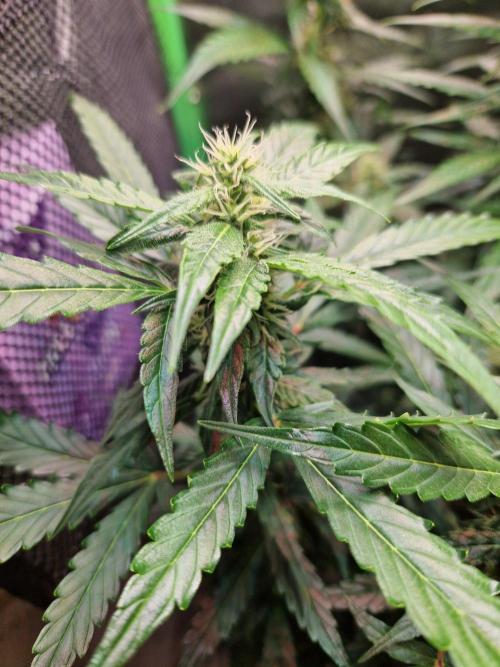 Deep Jealousy Auto. Week 7 - 29.08.26 
