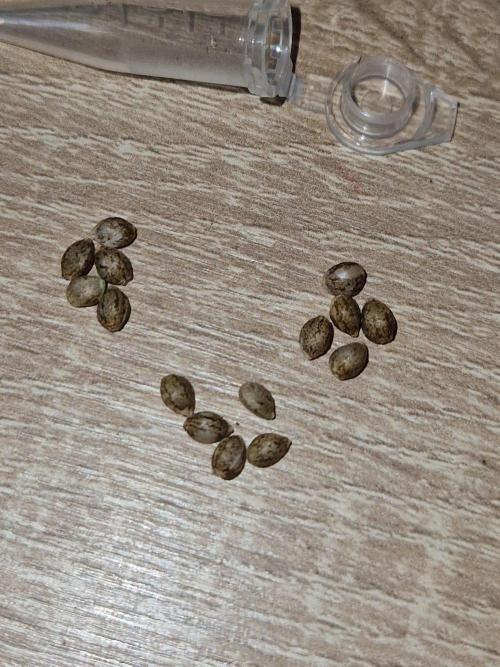 Sweat Bean OG. Week 0