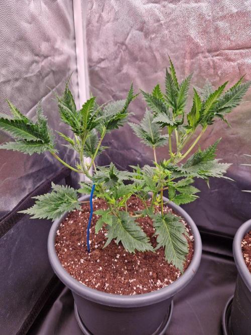 Mentha de Croco Fern Type Pheno #1. Week 9 - 31.08.26 