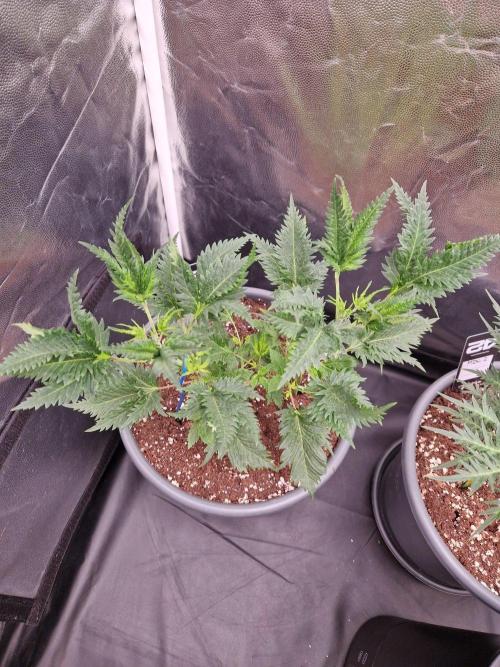 Mentha de Croco Fern Type Pheno #1. Week 9 - 31.08.26 