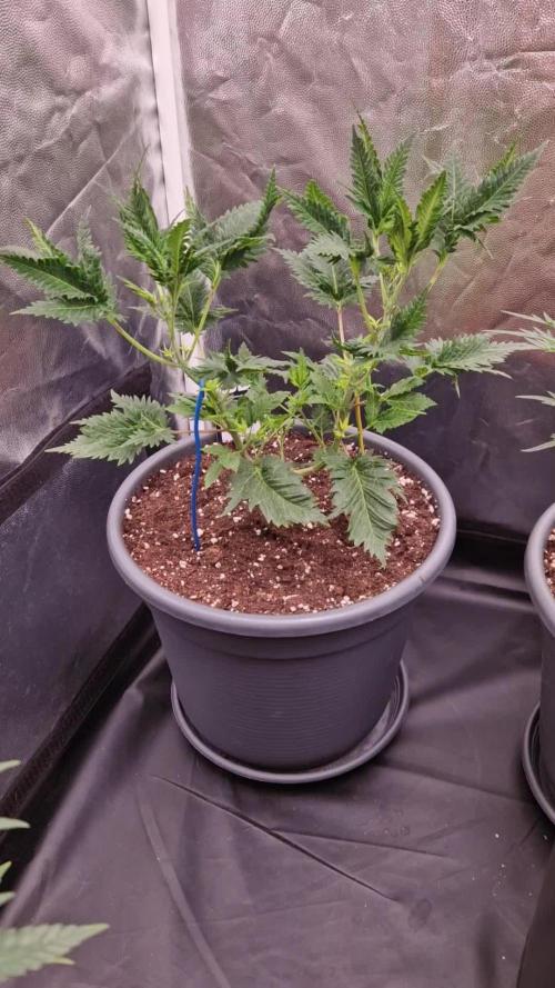Mentha de Croco Fern Type Pheno #1