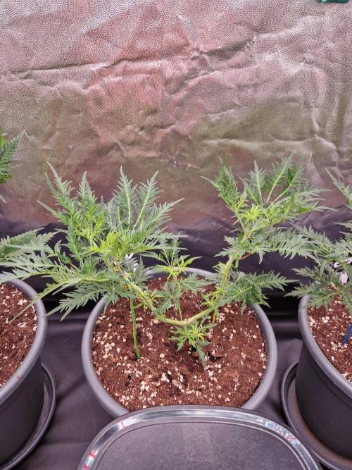 Mentha de Croco Fern Type Pheno #2. Week 9 - 31.08.26