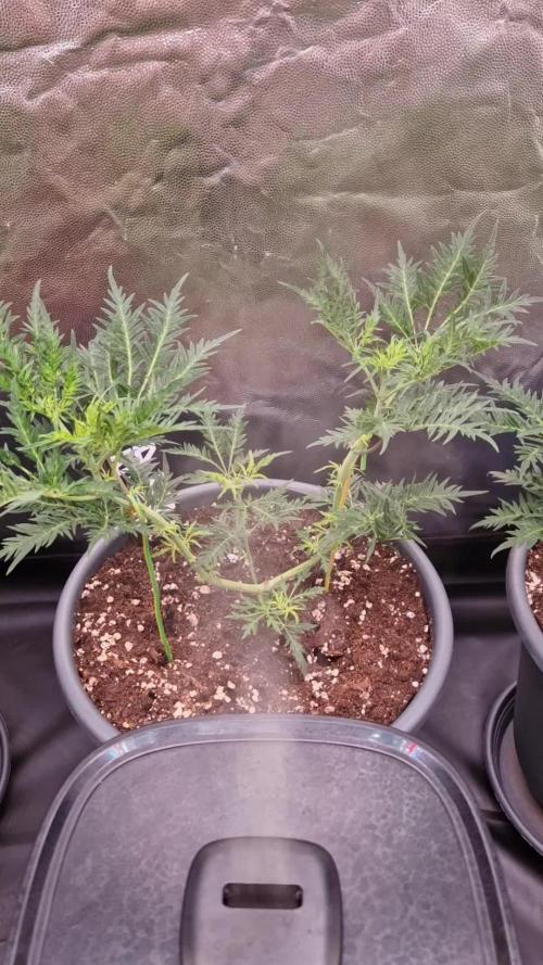 Mentha de Croco Fern Type Pheno #2