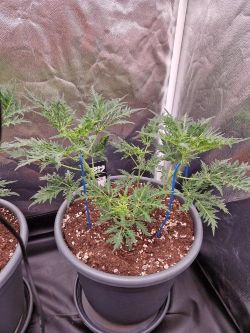 Mentha de Croco Fern Type Pheno #3. Week 9 - 31.08.26