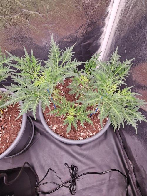 Mentha de Croco Fern Type Pheno #3. Week 9 - 31.08.26