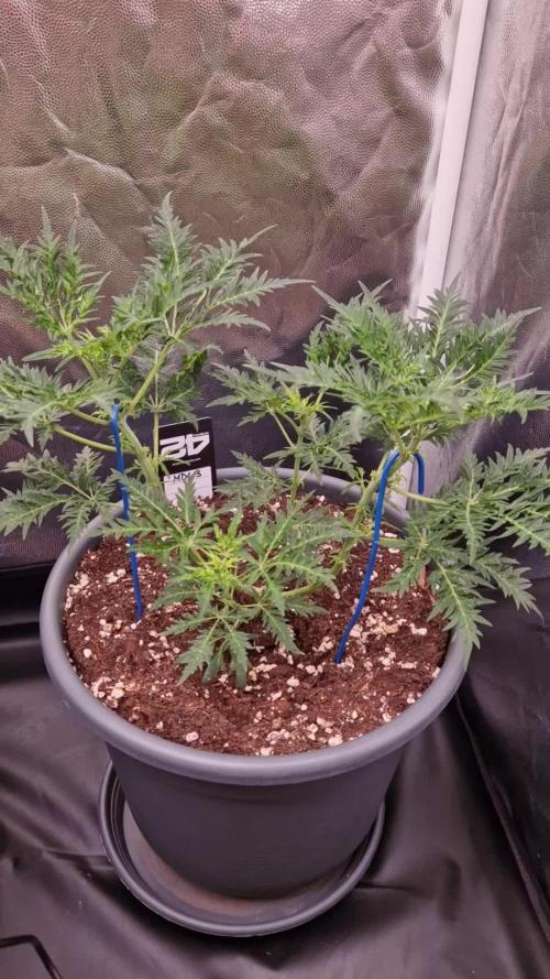 Mentha de Croco Fern Type Pheno #3