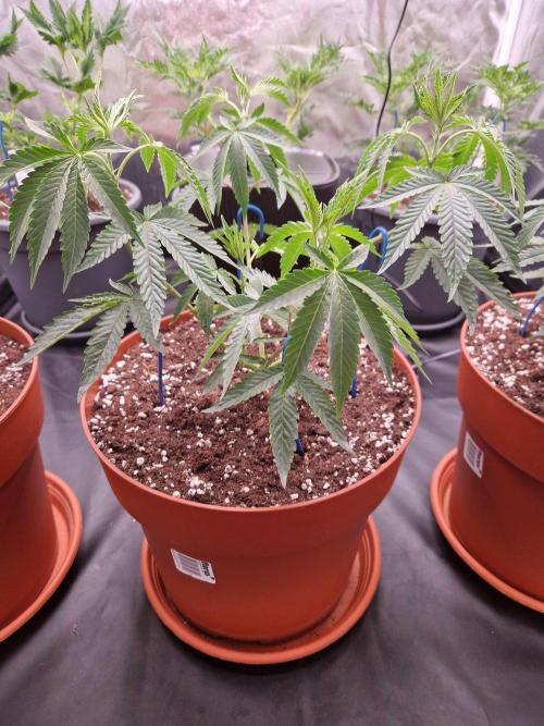 Black Orchard. Week 9
