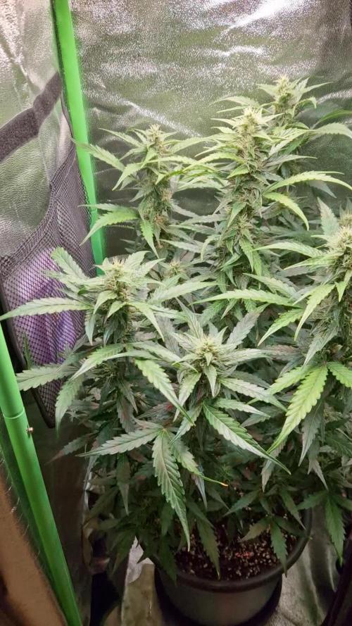 Deep Jealousy Auto