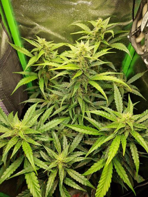 Deep Jealousy Auto. Week 8 - 04.09.26 