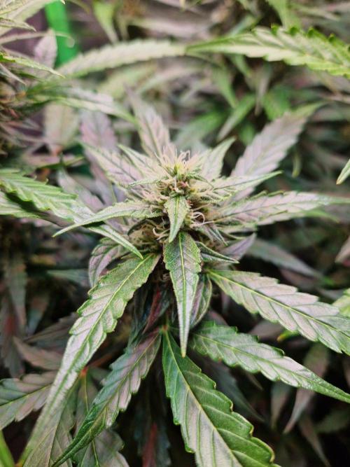 Deep Jealousy Auto. Week 8 - 04.09.26 