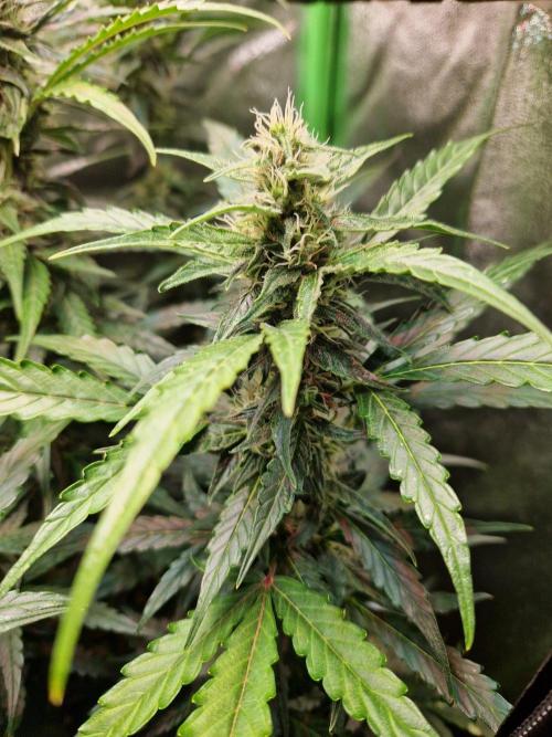 Deep Jealousy Auto. Week 8 - 04.09.26 