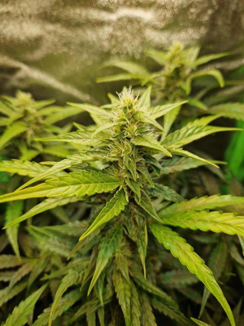 Deep Jealousy Auto. Week 8 - 04.09.26 