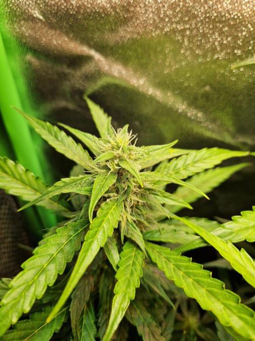 Deep Jealousy Auto. Week 8 - 04.09.26 