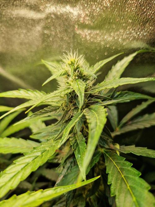 Deep Jealousy Auto. Week 8 - 04.09.26 