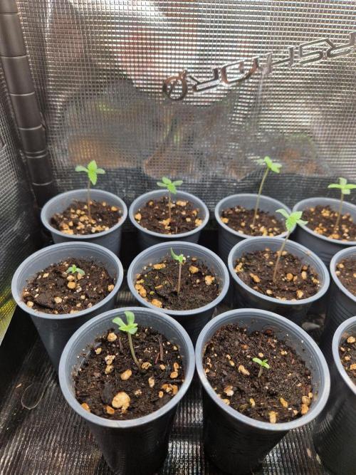 Sweat Bean OG Regular. Week 1 - 05.09.26