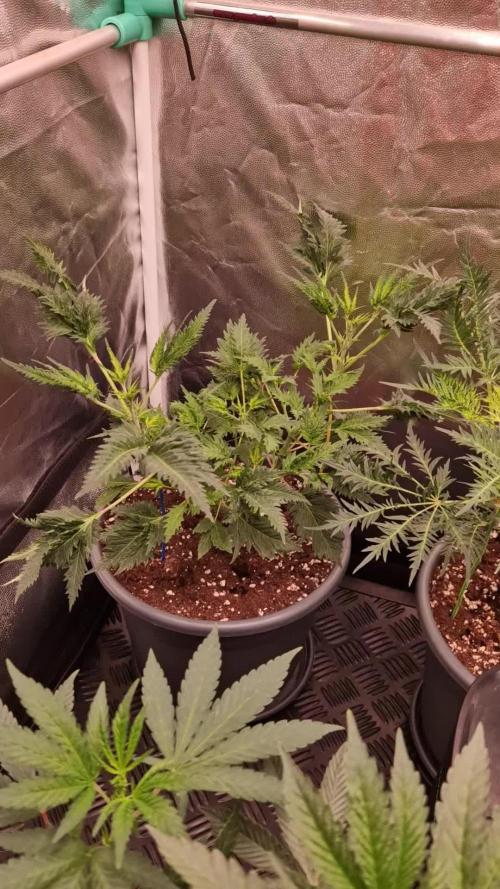 Mentha de Croco Fern Type Pheno #1