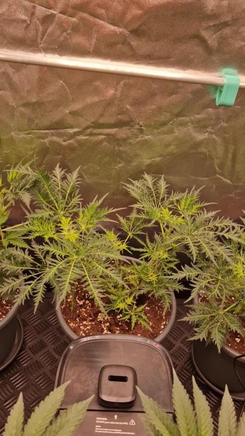 Mentha de Croco Fern Type Pheno #2