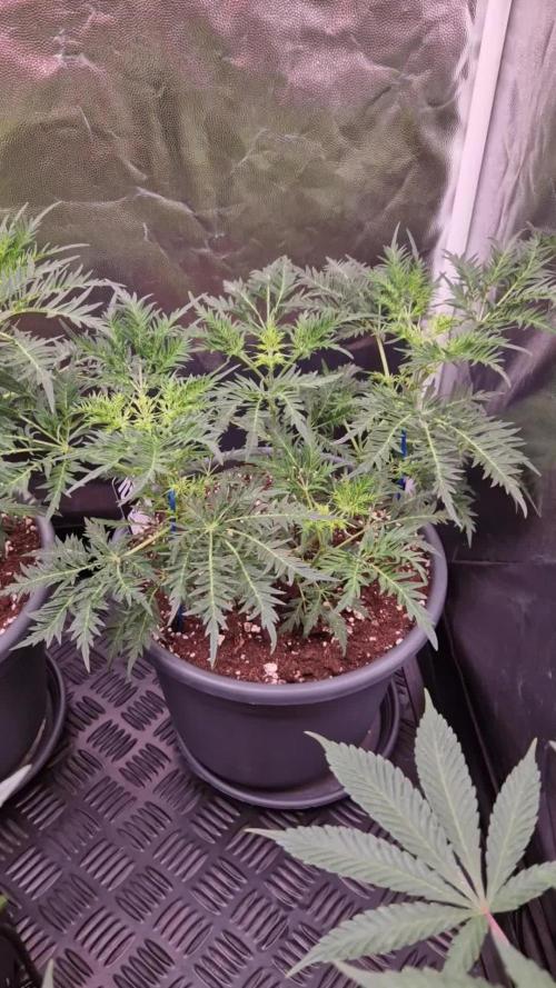 Mentha de Croco Fern Type Pheno #3