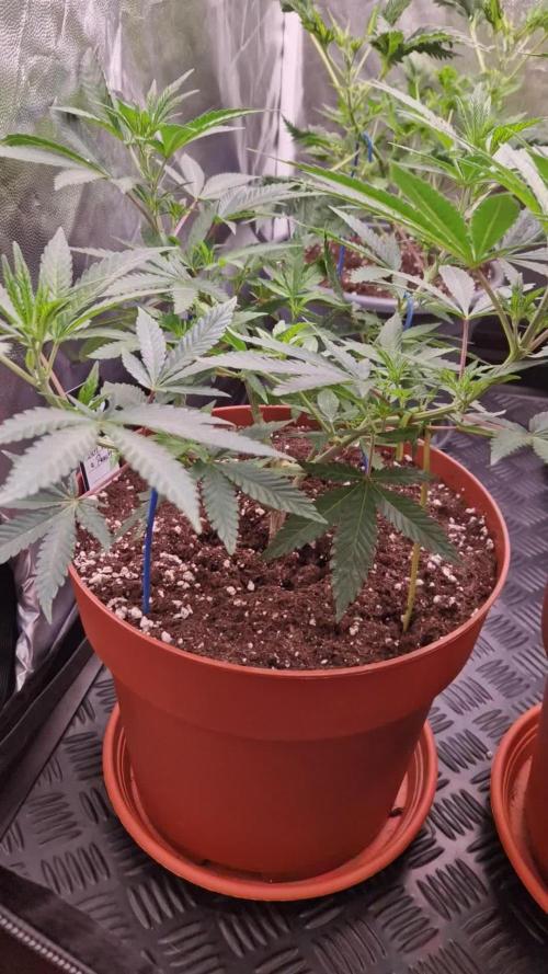 Sun of a Peach. Week 10