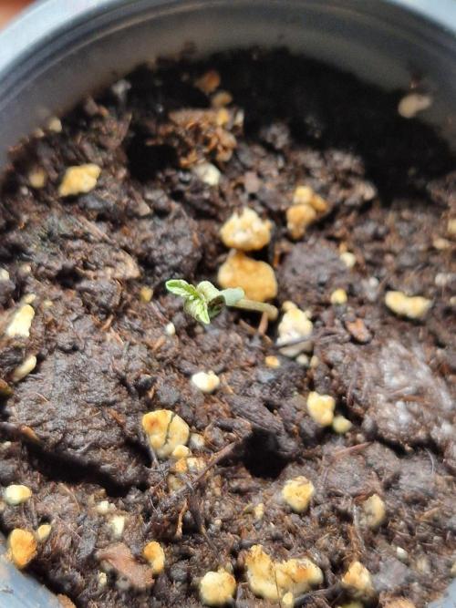 Sweat Bean OG Regular. Week 1 - #6 looks bad 

06.09.26 
