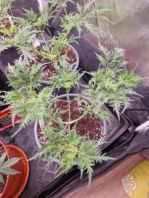Mentha de Croco Fern Type Pheno #3. Week 10 - 07.09.26 