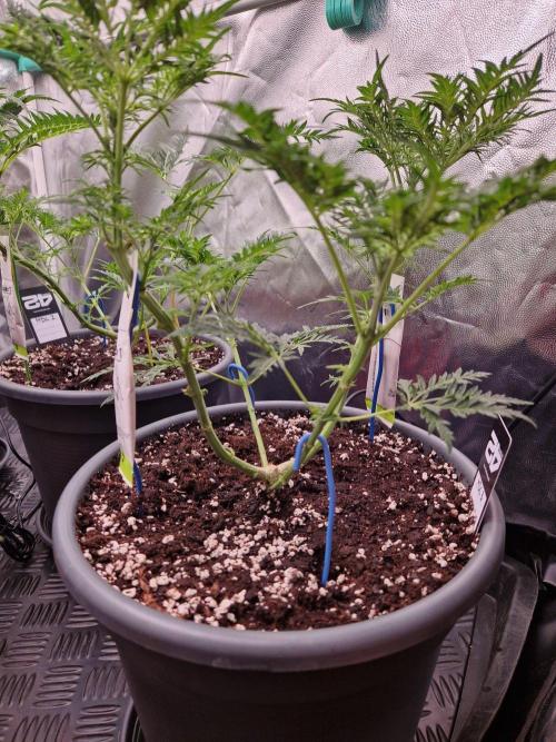 Mentha de Croco Fern Type Pheno #3. Week 10 - 07.09.26 