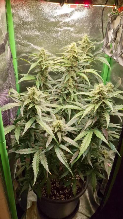 Deep Jealousy Auto