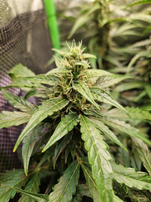 Deep Jealousy Auto. Week 9 - 12.09.26 