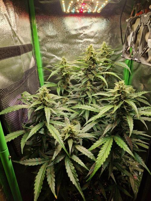 Deep Jealousy Auto. Week 9 - 12.09.26 