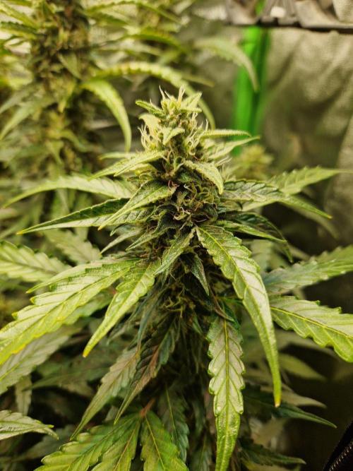 Deep Jealousy Auto. Week 9 - 12.09.26 