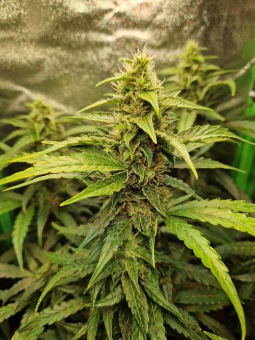 Deep Jealousy Auto. Week 9 - 12.09.26 