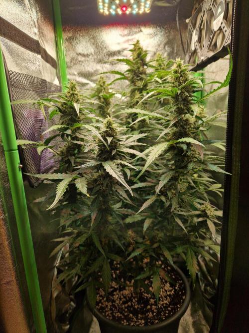 Deep Jealousy Auto. Week 9 - 12.09.26 