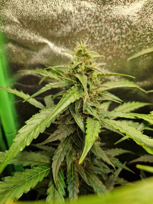 Deep Jealousy Auto. Week 9 - 12.09.26 