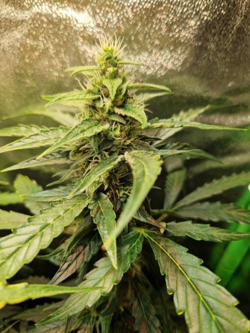 Deep Jealousy Auto. Week 9 - 12.09.26 