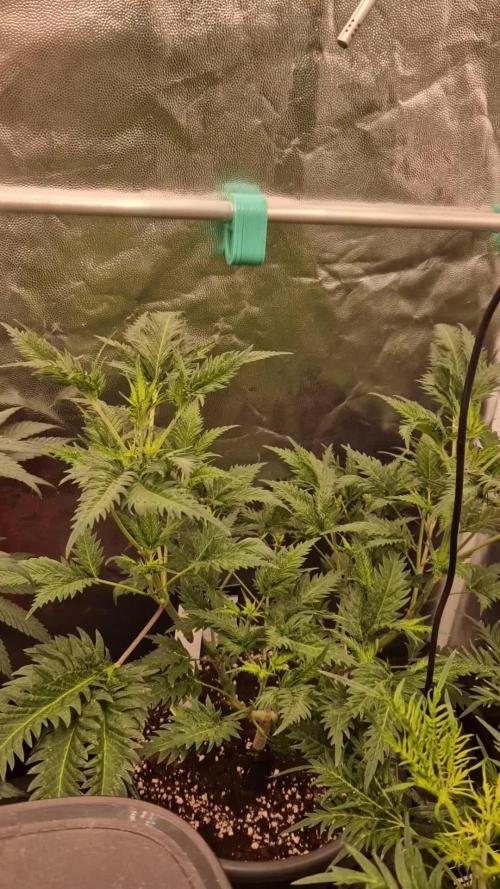 Mentha de Croco Fern Type Pheno #1