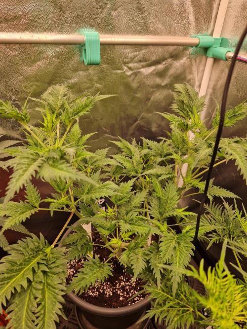 Mentha de Croco Fern Type Pheno #1. Week 11