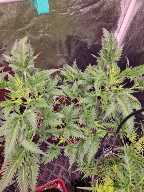 Mentha de Croco Fern Type Pheno #1. Week 11
