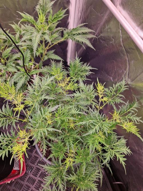 Mentha de Croco Fern Type Pheno #2. Week 11 - 13.09.26 