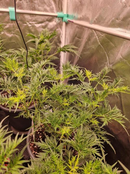 Mentha de Croco Fern Type Pheno #2. Week 11 - 13.09.26 