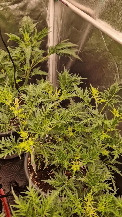 Mentha de Croco Fern Type Pheno #2