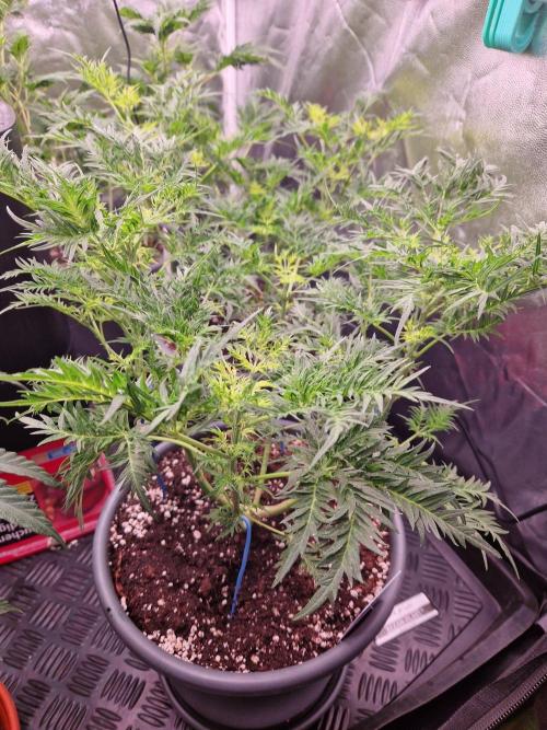 Mentha de Croco Fern Type Pheno #3. Week 11 - 13.09.26 