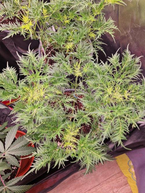 Mentha de Croco Fern Type Pheno #3. Week 11 - 13.09.26 