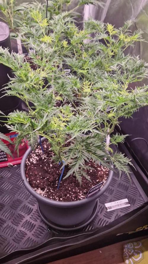 Mentha de Croco Fern Type Pheno #3